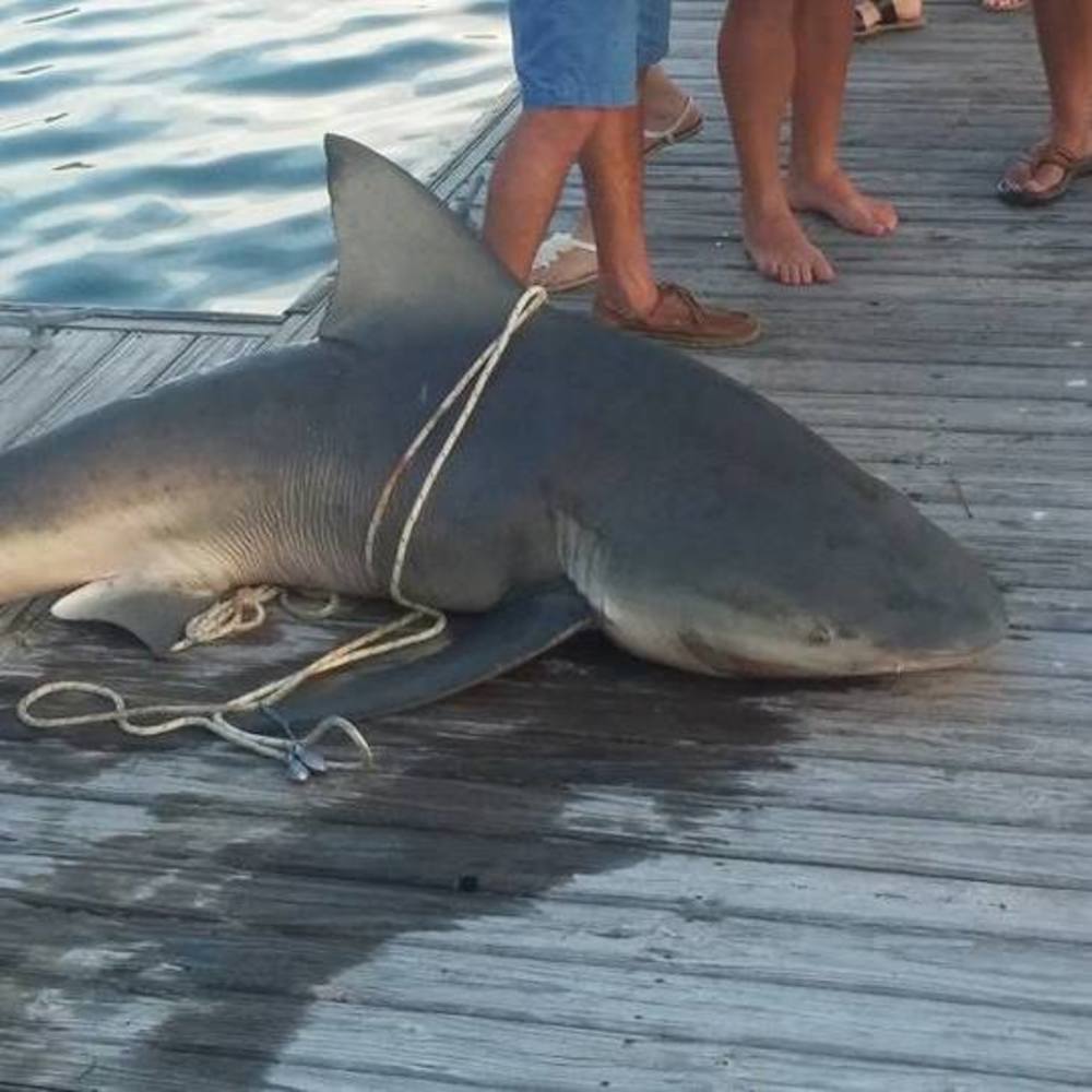 Meet your Posher, Simone